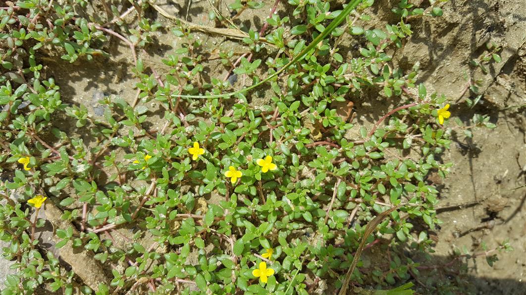 Portulaca quadrifida